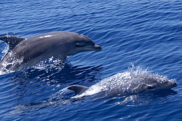 Amazing Dolphins Muscat